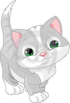 Cute gray kitten