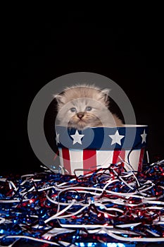 Cute gray kitten and Fourth of July decorations