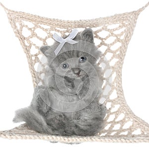 Cute gray kitten in hammock top view
