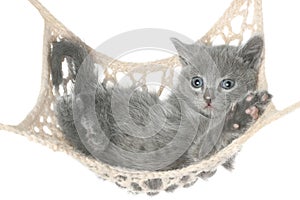 Cute gray kitten lying in hammock