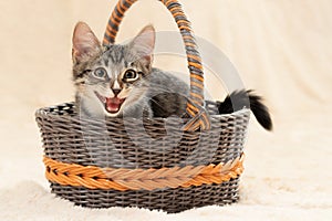 Cute gray kitten meows while sitting in a wicker basket on a background of a cream fur plaid