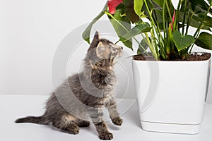 Cute gray kitten plays with the branches of an flower Anthurium on a white background.
