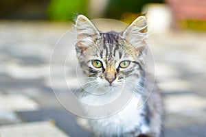 Cute gray kitten portrait outdoor close-up. little homeless cat