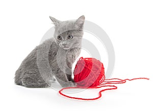 Cute gray kitten with red ball of yarn