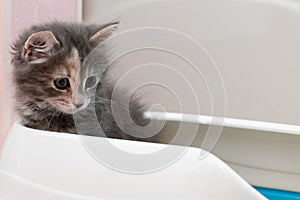 Cute gray kitten is sitting in its litter box. Training a kitten to the toilet