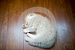 Cute gray kitten sleeping on floor