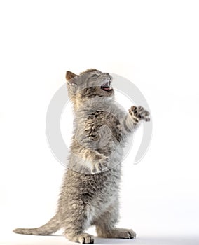 Cute gray kitten standing on his two legs
