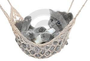 Cute gray kitten sucks milk bottle in a hammock