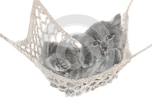 Cute gray kitten thumb-sucking in a hammock