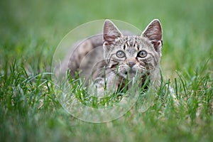 Cute gray kitty lying on green grass