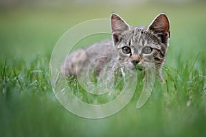 Cute gray kitty lying on green grass