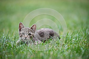 Cute gray kitty lying on green grass