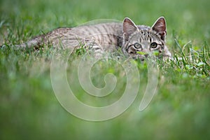 Cute gray kitty lying on green grass