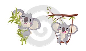 Cute Gray Koala Bear Swinging on Tree Branch and Sitting on Bamboo Vector Set