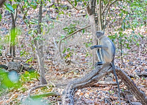 Cute gray languor in a jungle photo