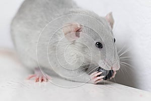 A cute gray little decorative rat eats delicious and juicy blueberries. Rodent close-up