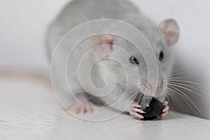 A cute gray little decorative rat eats delicious and juicy blueberries. Rodent close-up