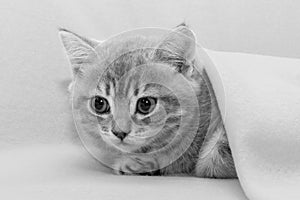 A cute gray little one crawls out of a blanket, black and white, close-up. The concept of adorable little pets