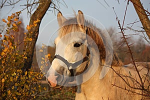 Cute gray pony portrait in the paddock