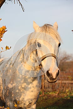 Cute gray pony portrait in the paddock