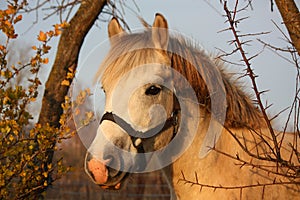 Cute gray pony portrait in the paddock