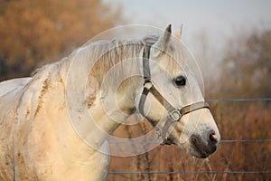Cute gray pony portrait in the paddock