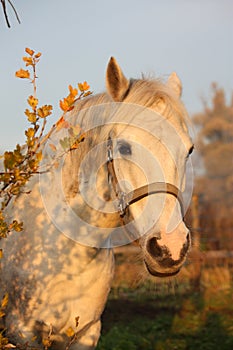 Cute gray pony portrait in the paddock