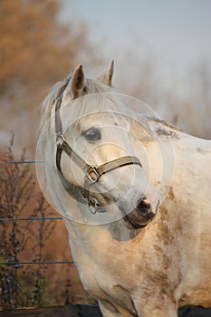 Cute gray pony portrait in the paddock