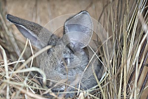 A cute gray rabbit