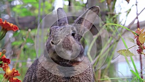 Cute gray rabbit eating parsley in the garden closeup