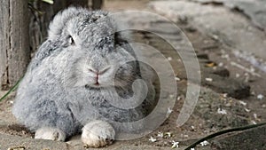 A Cute gray rabbit is looking something