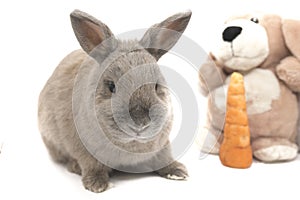 Cute gray rabbit sitting with a soft toy and a carrot isolated on white background