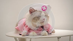 Cute gray ragdoll cat in nurse dress and hat sit on white table with tired face