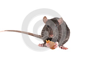 Cute gray rat holding white bread in its paws.