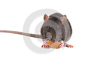 Cute gray rat o eating white bread.