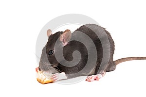 Cute gray rat o eating white bread.