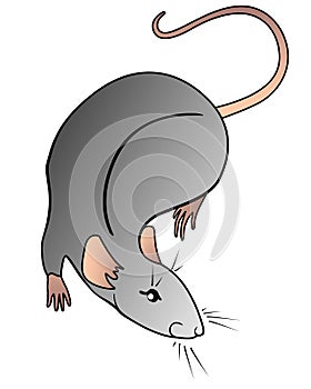 Cute gray rat - a symbol of the Chinese horoscope. Rat - rodent pet vector picture.