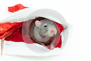 Cute gray rat the symbol of the new year 2020 sits in a red santa hat