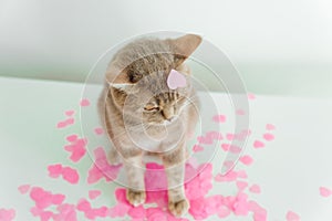 Cute gray Scottish cat in pink confetti. Valentines day and romantic concept. White background