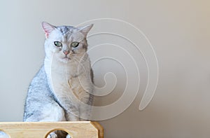 Cute gray scottish fold cat looking at camera