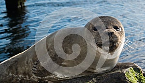 Cute gray seal taking a sunbath on rock