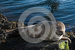 Cute gray seal taking a sunbath on rock