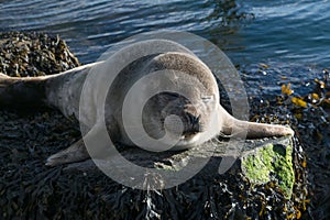 Cute gray seal taking a sunbath on rock