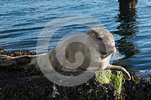 Cute gray seal taking a sunbath on rock