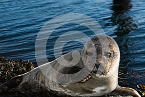 Cute gray seal taking a sunbath on rock