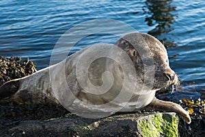 Cute gray seal taking a sunbath on rock