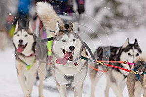 Cute gray sled dog Siberian husky is driving a sled through a winter snow-covered forest and looks