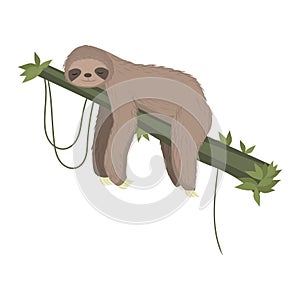 Cute gray sloth sleeping, resting on tree branch isolated on white background