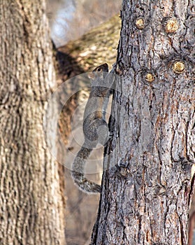 Cute gray squirrel clinging to a tree trunk