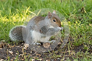 Cute gray squirrel eating seeds on a ground
